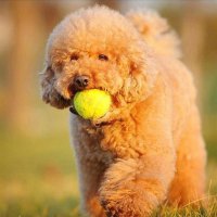 Pet Dog Tennis Ball Petsport Thrower Chucker Launcher Play Toy