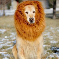 Pet Costume Lion Mane Wig For Dog Halloween Festival Fancy Dress Up 2 Colors